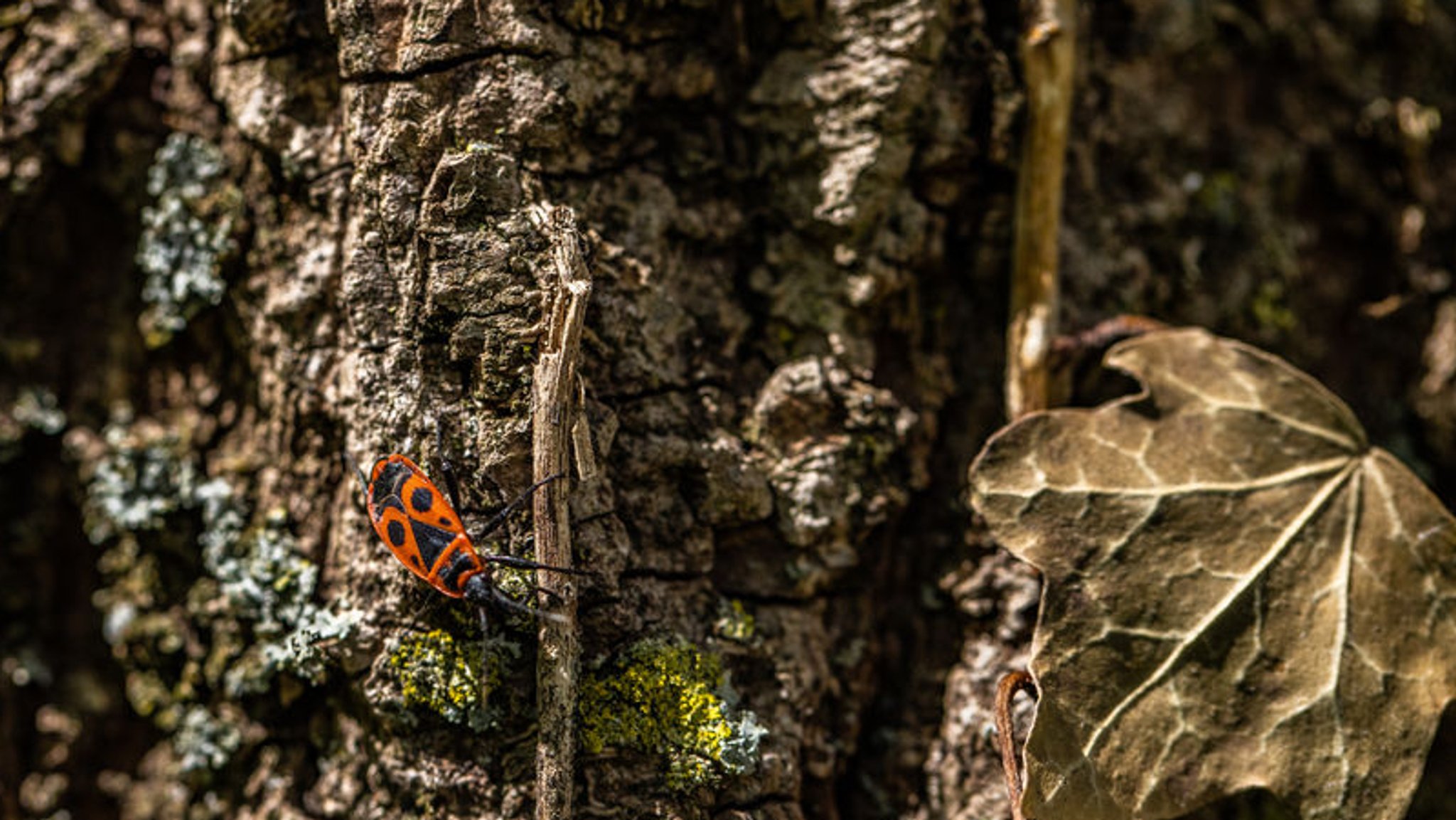 Insekten-Bilanz in Bayern: Starkregen schwächt Schmetterlinge