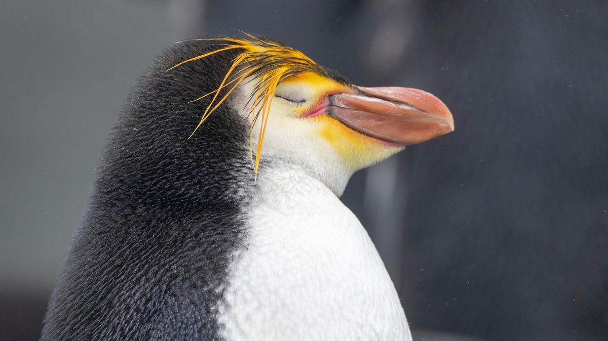 Welt-Pinguin-Tag: Kuriose Besonderheiten der Frackträger