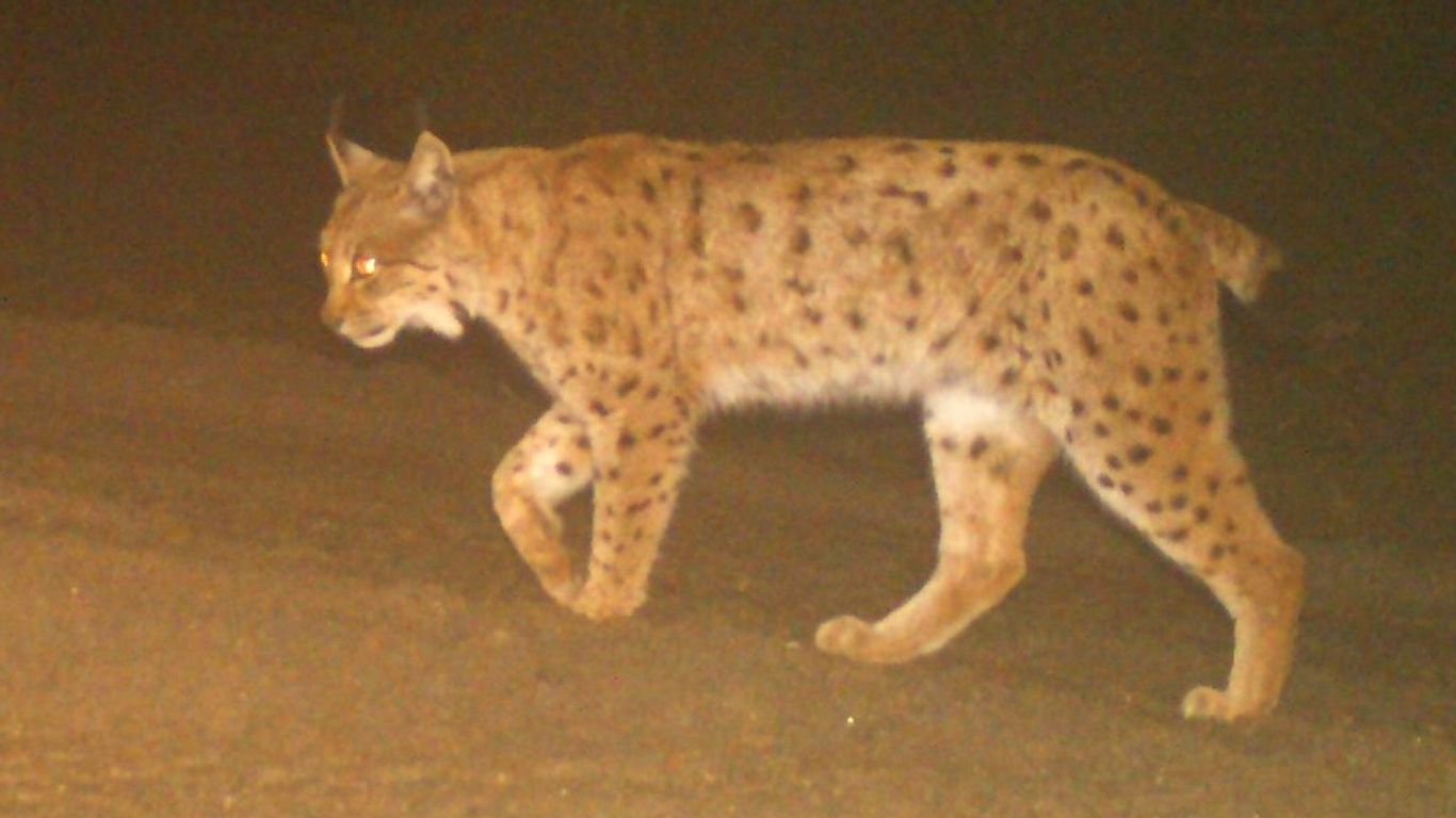 Luchs-Uroma 