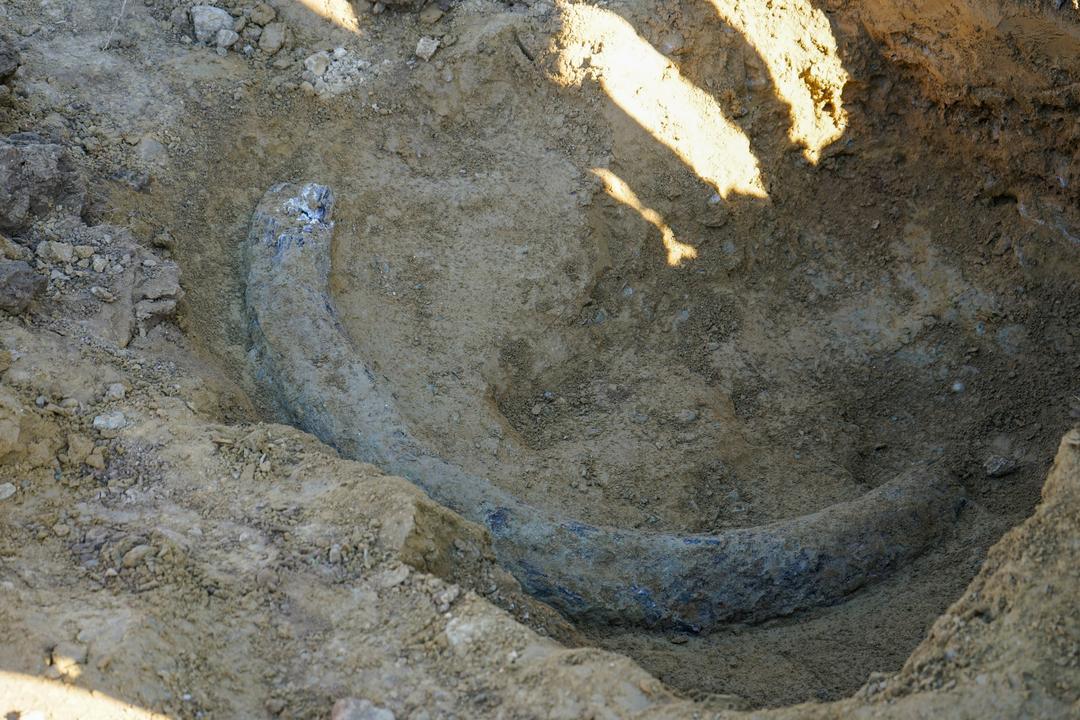 130.000 Jahre alt? Möglicher Mammutzahn-Fund in Österreich