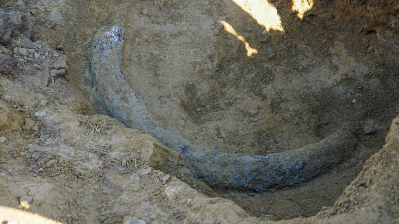 130.000 Jahre alt? Möglicher Mammutzahn-Fund in Österreich | Bild: Unbekannt/STADTGEMEINDE MATTERSBURG/APA/dpa 130.000 Jahre alt? Möglicher Mammutzahn-Fund in Österreich
