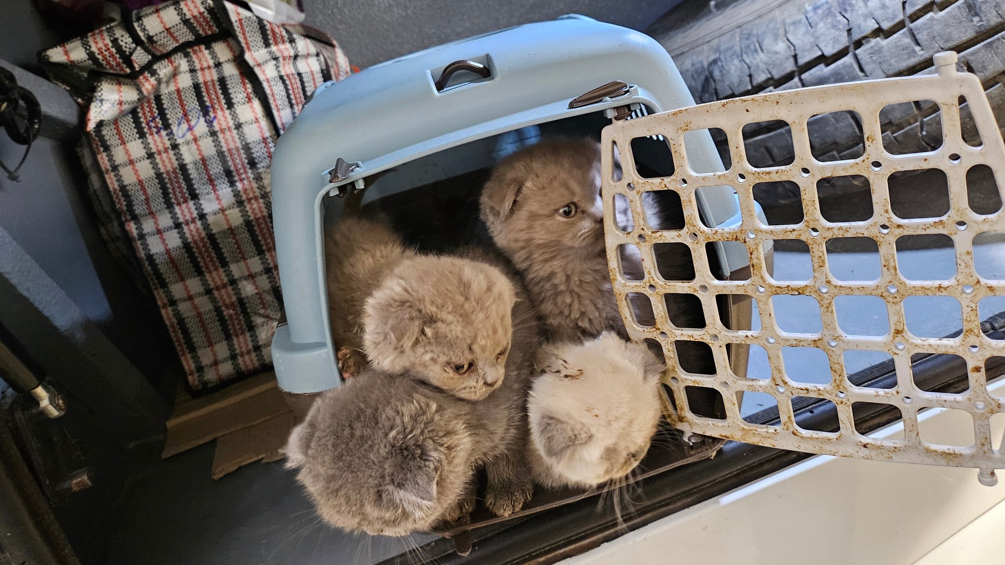 Die aufgegriffenen Katzenbabys gehören der Rasse "Scottish Fold" an.