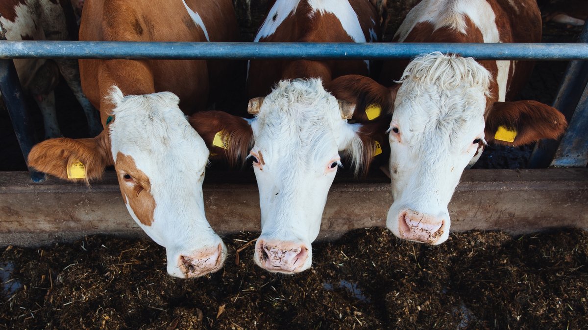 Tote Rinder im Allgäu: Landwirt steht vor einem Haltungsverbot 