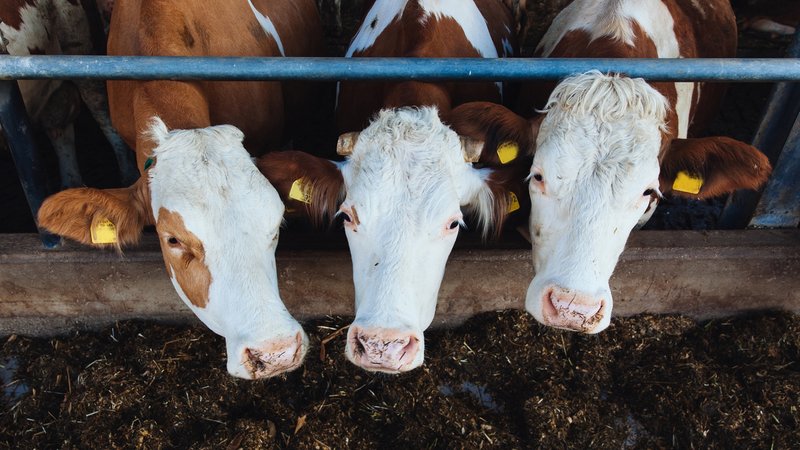 Milchkühe im Stall auf einem Bauernhof. | Bild: BR/Herbert Ebner Milchkühe im Stall auf einem Bauernhof.