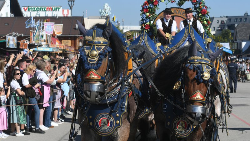 Bunt geschmückte Pferde sind beim Einzug der Wiesnwirte 2024 mitgelaufen. | Bild: picture alliance/dpa | Felix Hörhager Bunt geschmückte Pferde sind beim Einzug der Wiesnwirte 2024 mitgelaufen.
