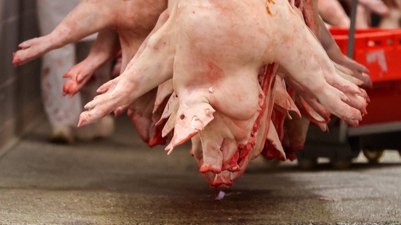 Tote Schweine hängen in einem Schlachthof (Symbolbild).