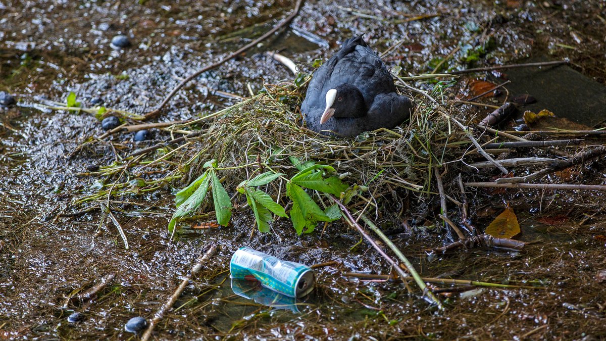 Blässhuhn brütet im Nest zwischen Müll am Bodensee