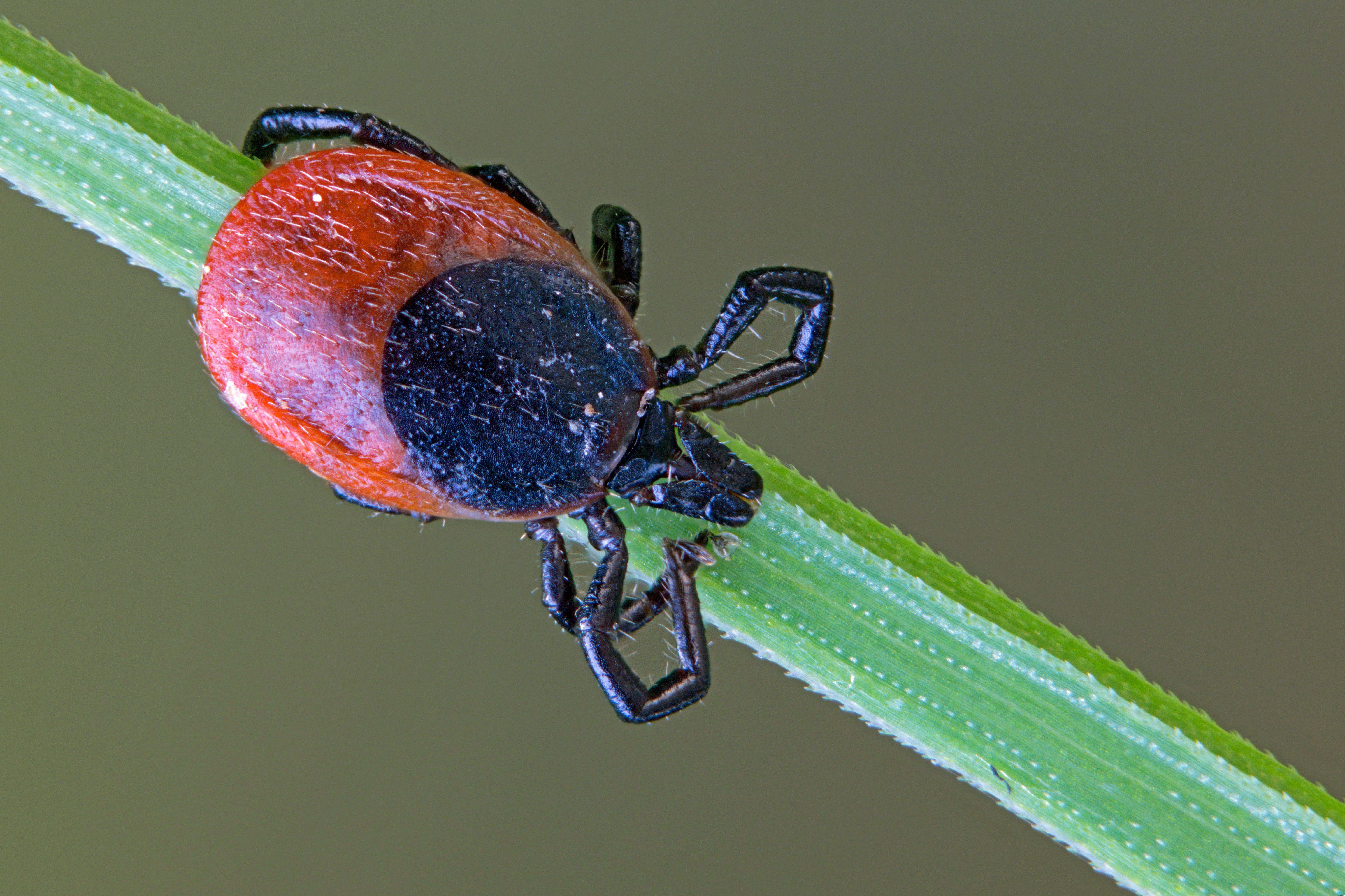 Eine Zecke (Holzbock) auf einem Grashalm