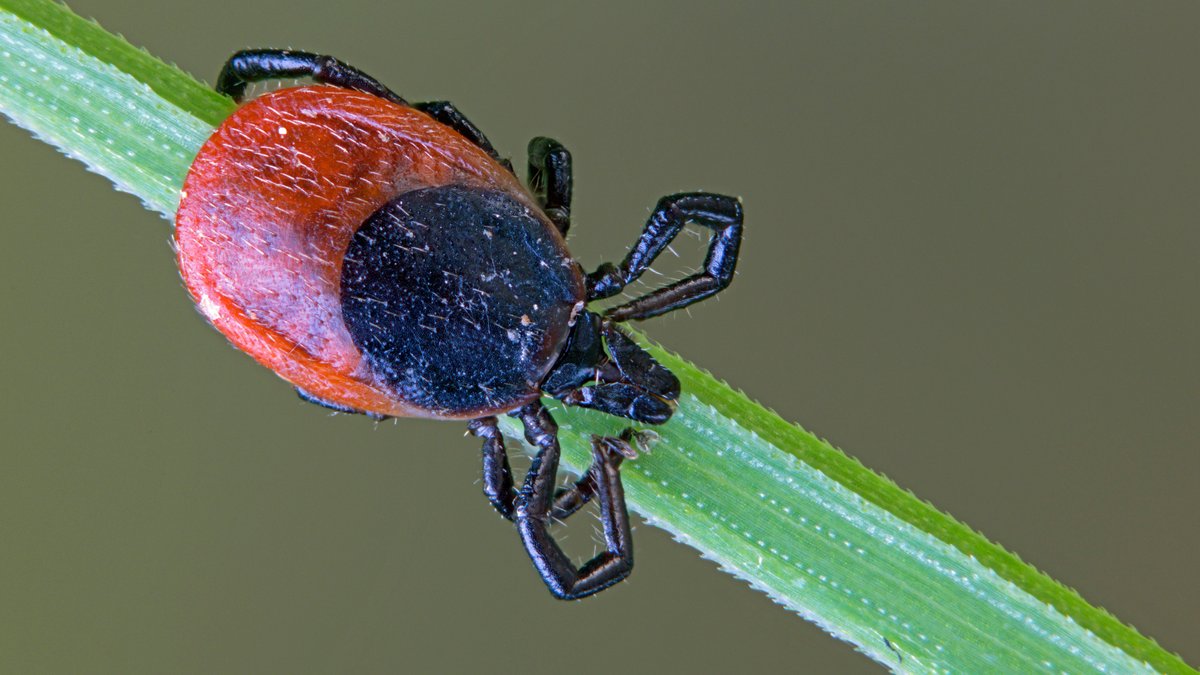 Zeckensaison beginnt: Gefahr durch FSME und Borreliose