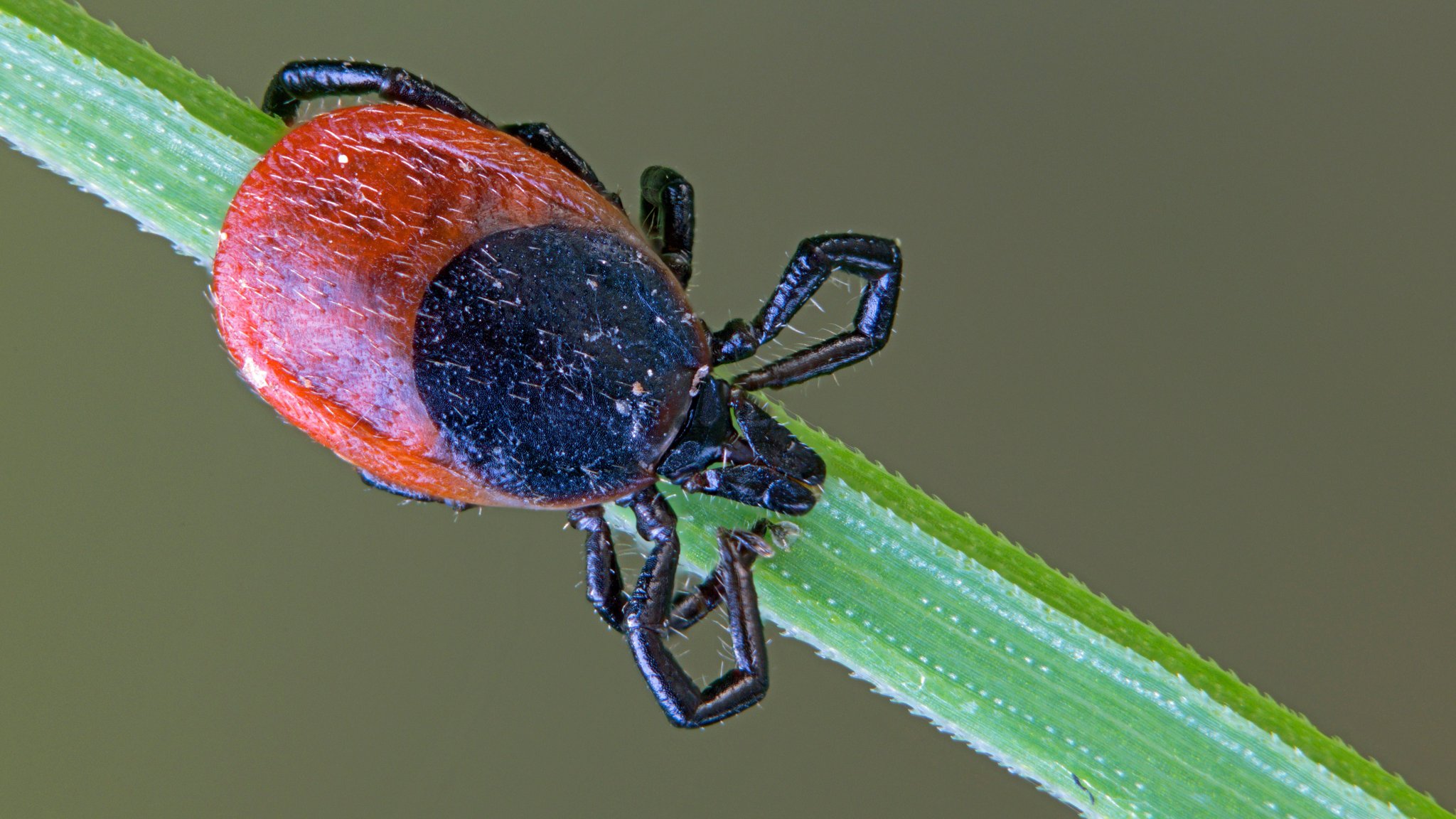 Eine Zecke (Holzbock) auf einem Grashalm | Bild: picture alliance / imageBROKER | Frank Derer Eine Zecke (Holzbock) auf einem Grashalm