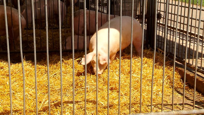 Ein Schwein im Stall.