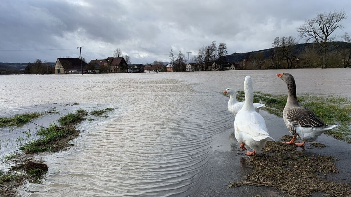 05.01.2024, Unterfranken - Gänse an einer überfluteten Straße im Hammelburger Ortsteil Westheim. Es regnet auch in vielen Regionen Bayerns weiter. Vor allem rund um die Fränkische Saale gibt es Hochwasser und Überschwemmungen. Der Hochwasserscheitel ist aber inzwischen erreicht worden. Etwa seit Mitternacht sinken die Pegel wieder.