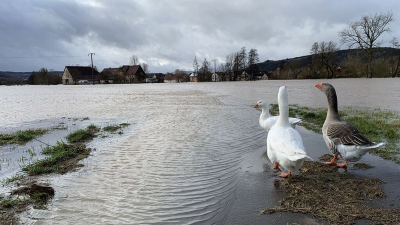 05.01.2024, Unterfranken - Gänse an einer überfluteten Straße im Hammelburger Ortsteil Westheim. Es regnet auch in vielen Regionen Bayerns weiter. Vor allem rund um die Fränkische Saale gibt es Hochwasser und Überschwemmungen. Der Hochwasserscheitel ist aber inzwischen erreicht worden. Etwa seit Mitternacht sinken die Pegel wieder. | Bild: BR/Norbert Steiche 05.01.2024, Unterfranken - Gänse an einer überfluteten Straße im Hammelburger Ortsteil Westheim. Es regnet auch in vielen Regionen Bayerns weiter. Vor allem rund um die Fränkische Saale gibt es Hochwasser und Überschwemmungen. Der Hochwasserscheitel ist aber inzwischen erreicht worden. Etwa seit Mitternacht sinken die Pegel wieder.