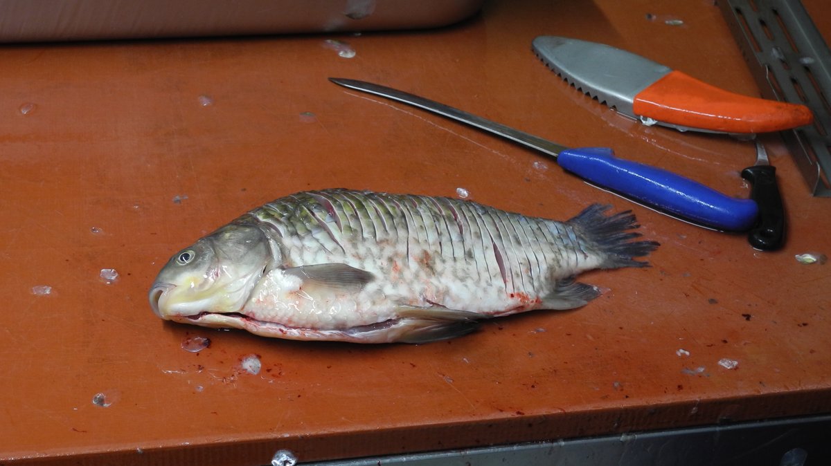 Ein toter Fisch liegt auf einer braunen Arbeitsfläche. Daneben ein blaues Messer und ein gerät zum Schuppen abkratzen. Der Fisch hat auf der Oberfläche viele parallele Einschnitte.