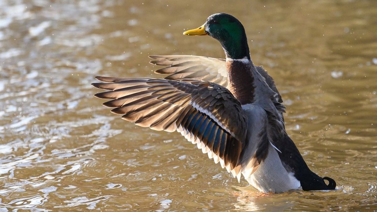 Bayreuther Tierpark Geflugelpest Bei Stockente Nachgewiesen Br24