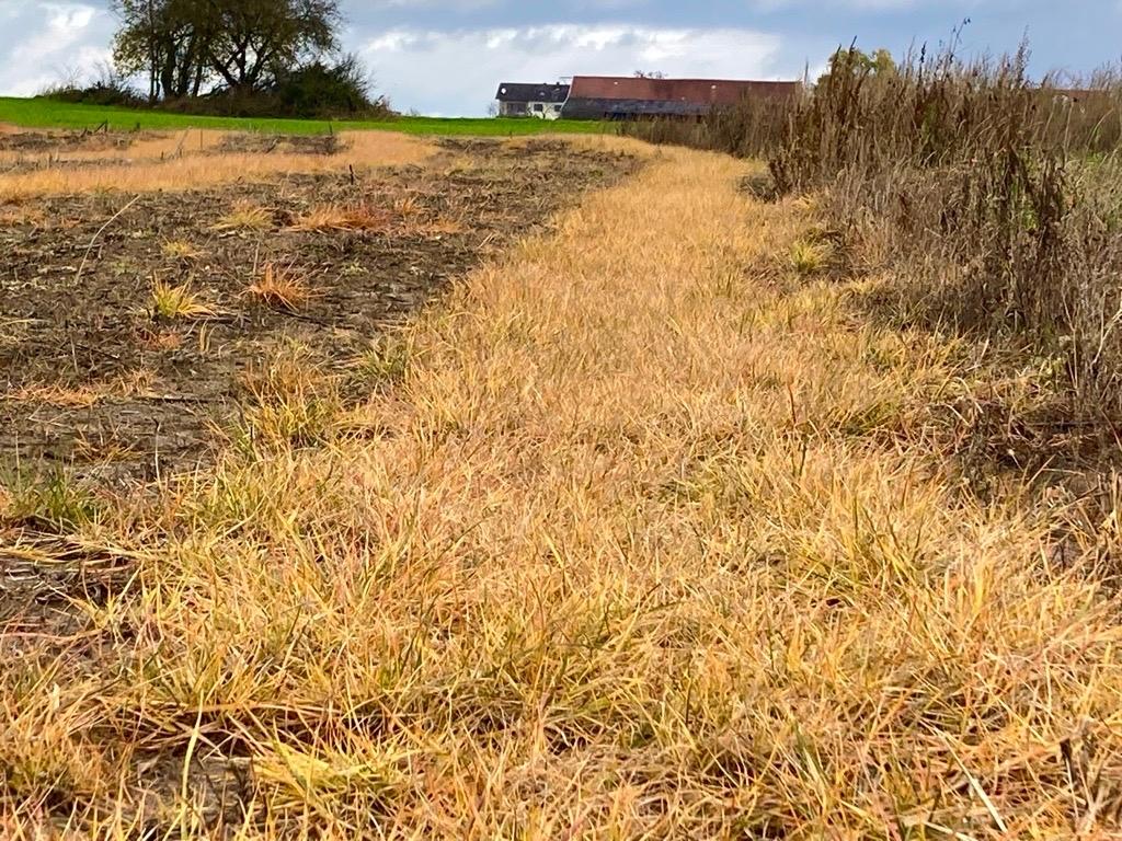 Ein Acker im Herbst nach Behandlung mit einem glyphosathaltigen Pestizid 