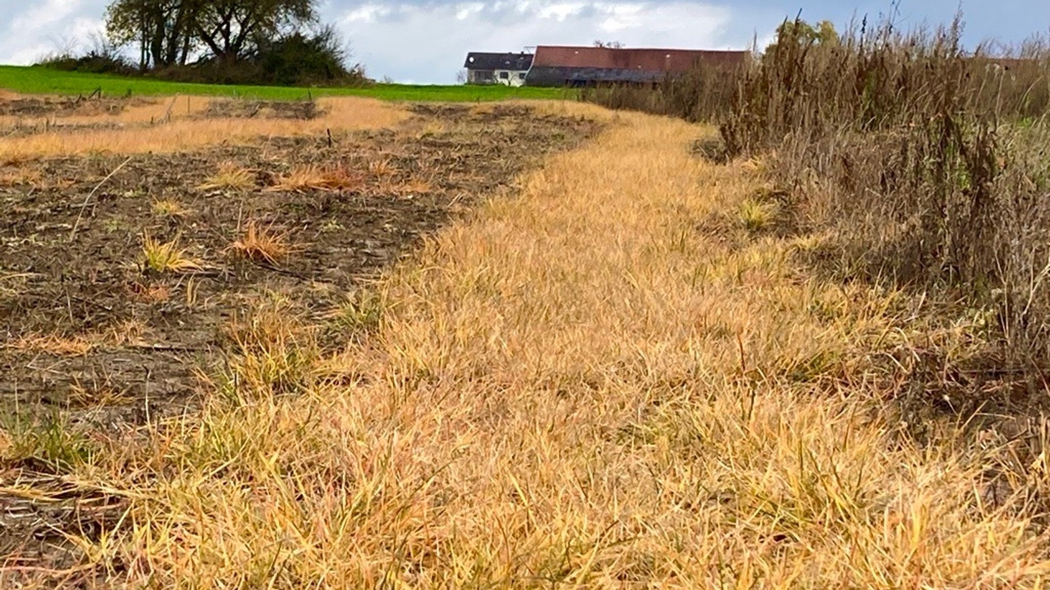 Ein Acker im Herbst nach Behandlung mit einem glyphosathaltigen Pestizid 