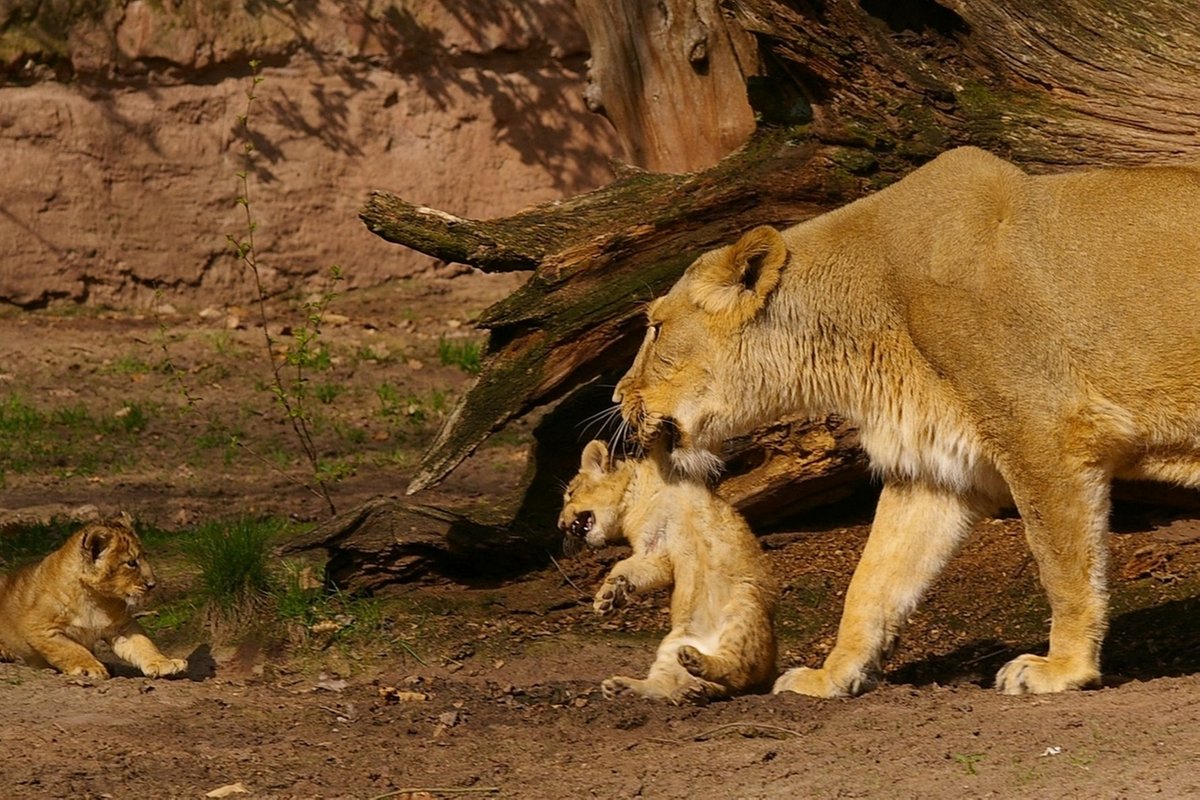 Tiergarten Nürnberg: Alte Löwin "Keera" eingeschläfert