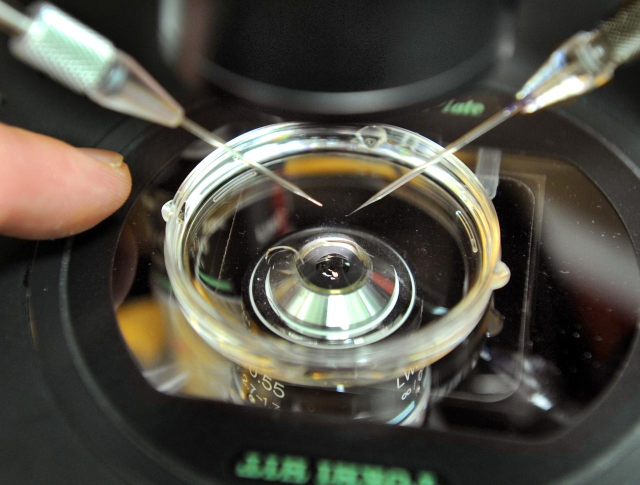 Kinderwunschbehandlung Uni.klinik Leipzig
