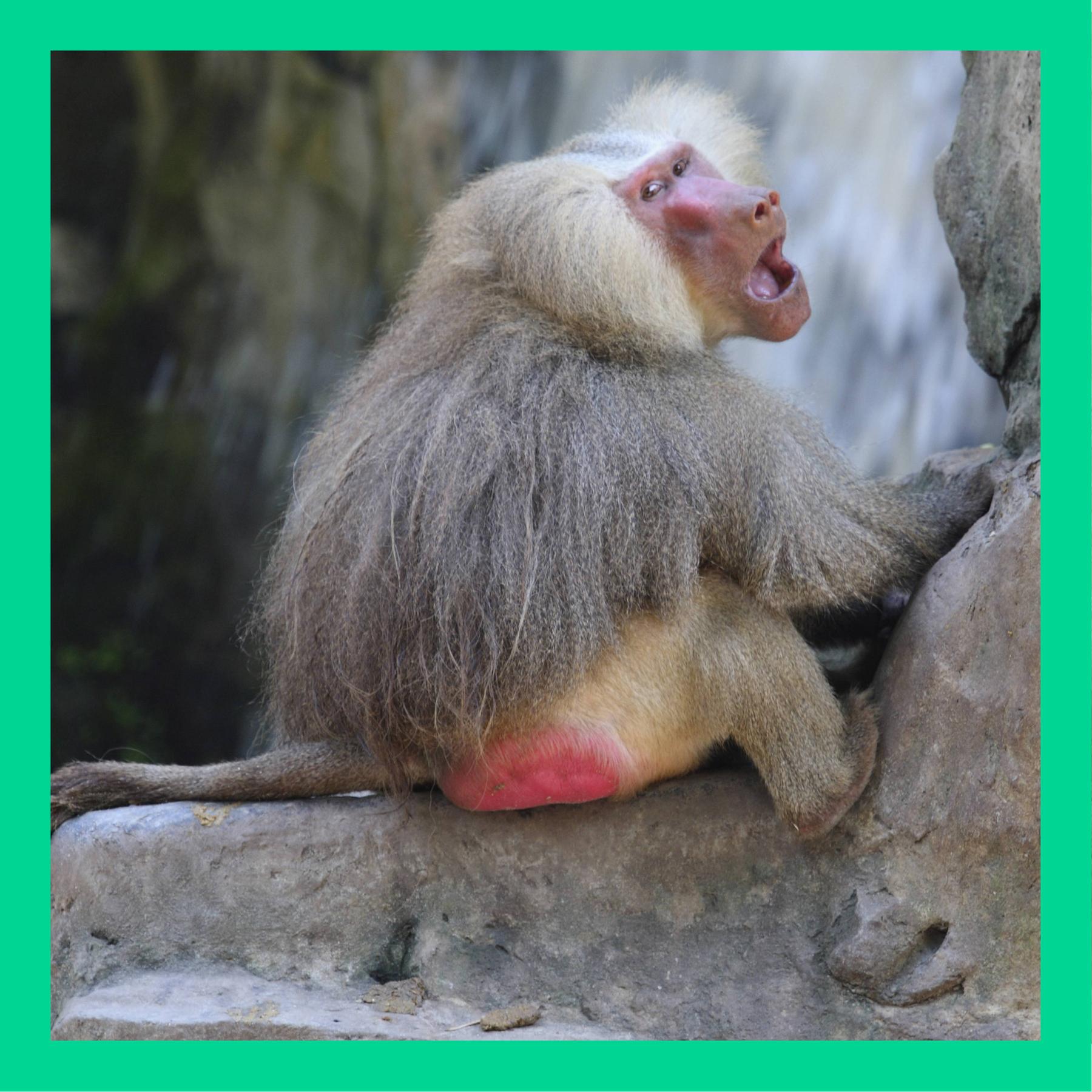 Wenn ein Pavian friert, hat er dann einen blauen Po?