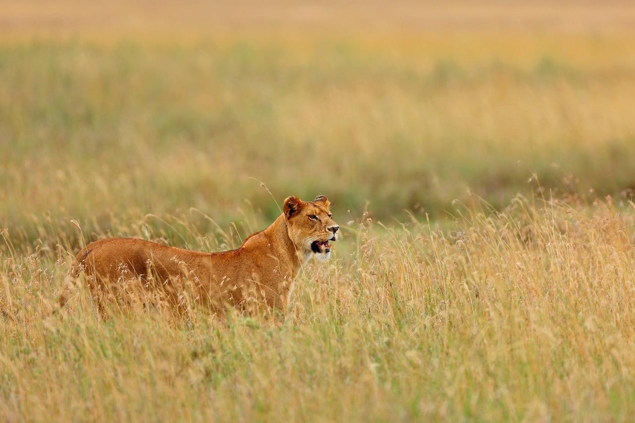 Welt Der Tiere Die Katzen Der Serengeti