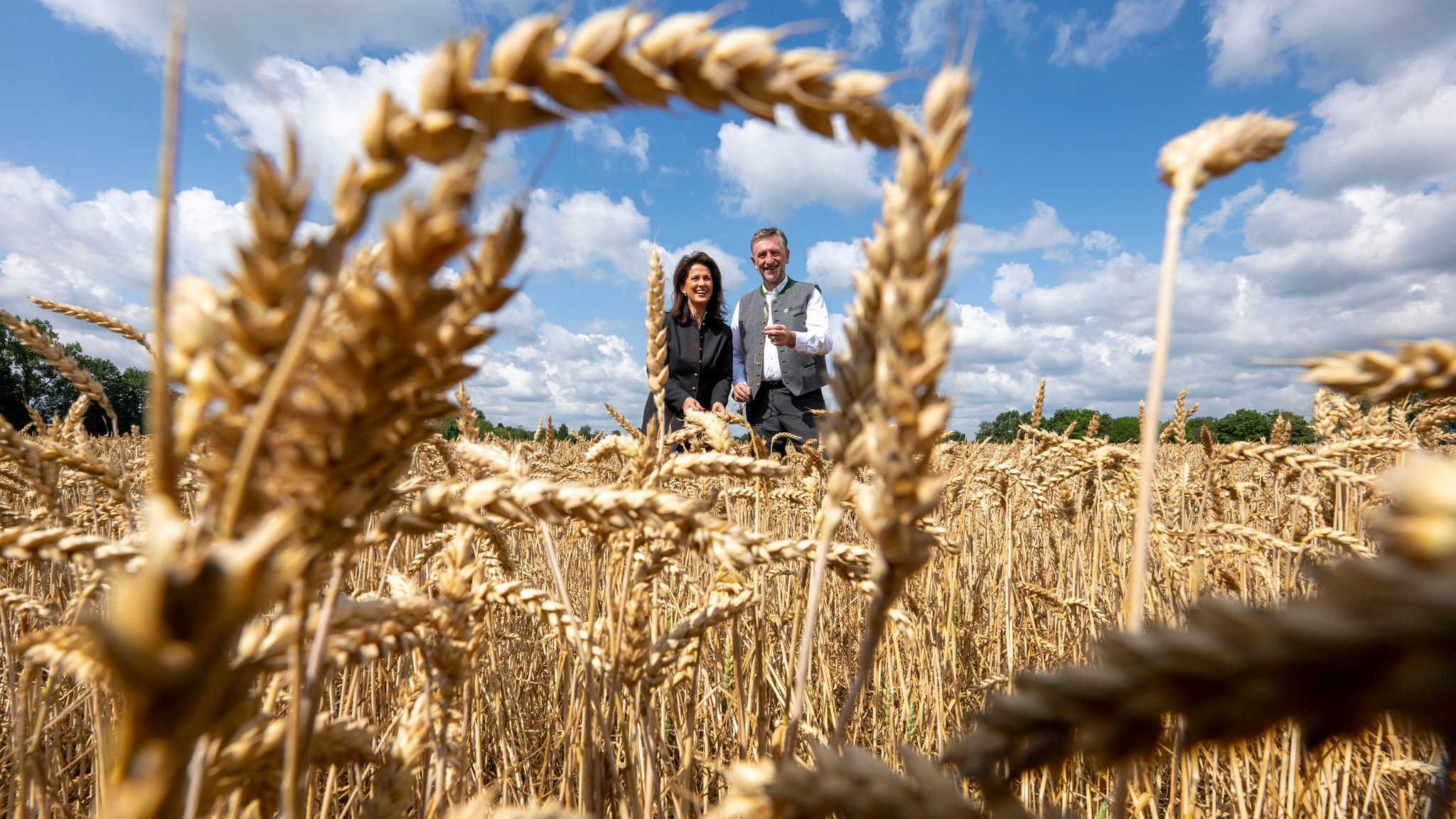 Hitze und Trockenheit schmälern die Ernte 