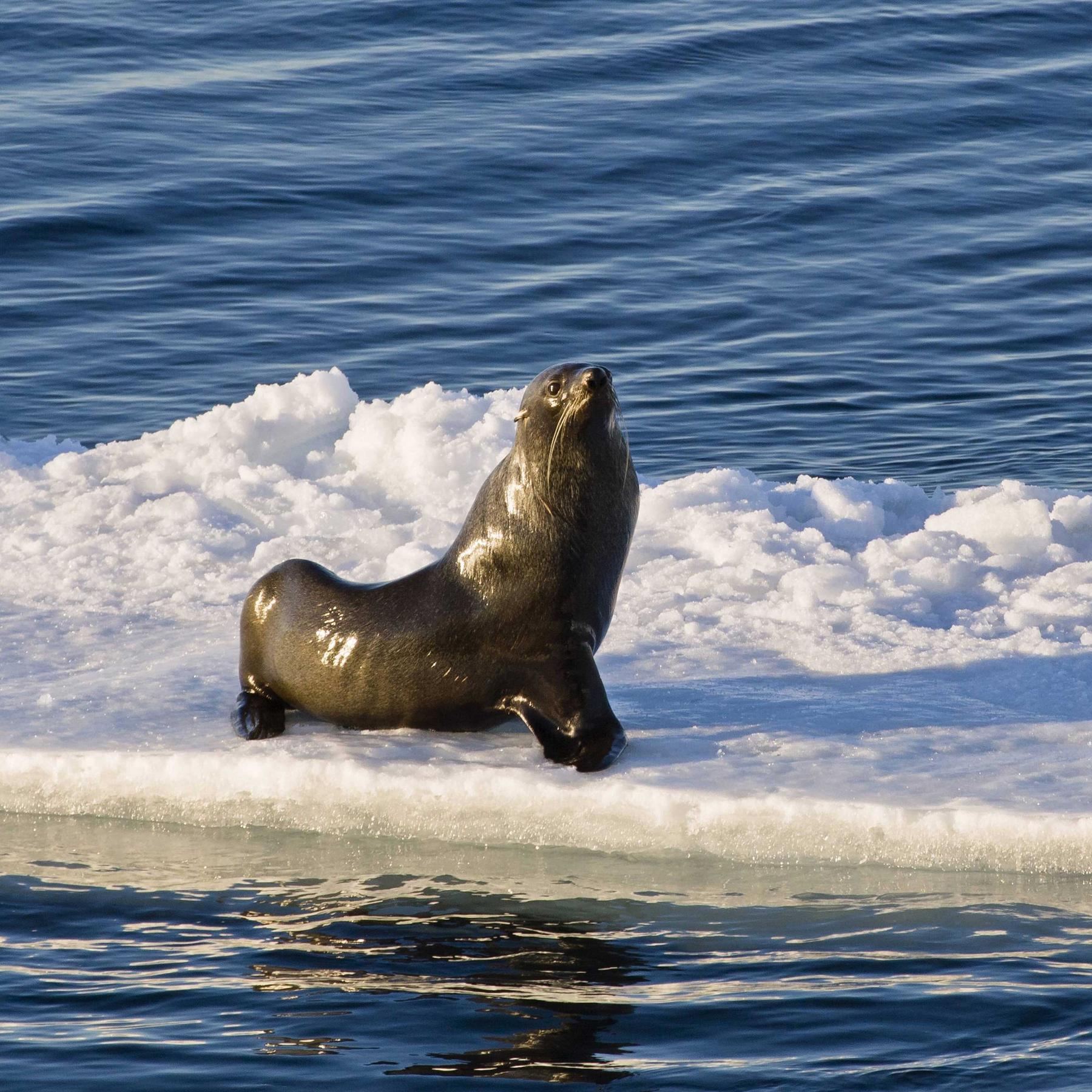 Empfindliches Ökosystem - Entsteht in der Antarktis das größte Meeresschutzgebiet aller Zeiten?