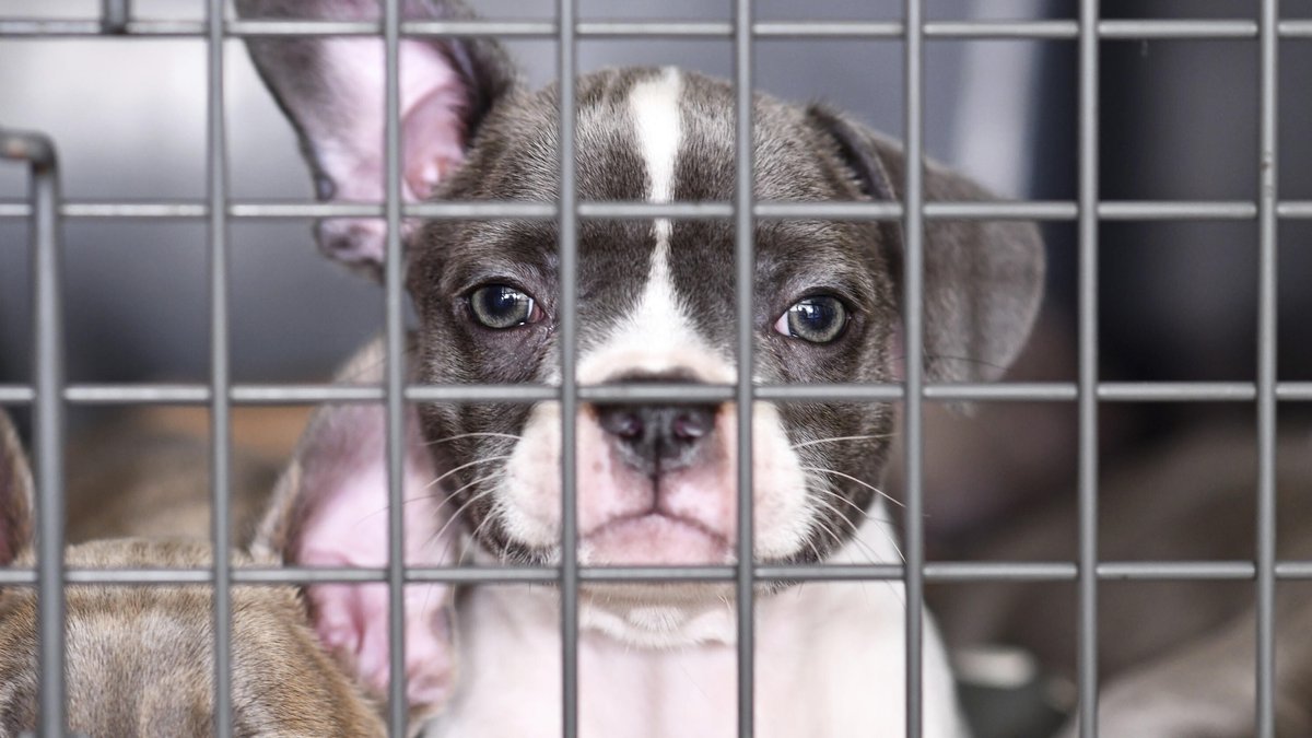 Welpe einer Französischen Bulldogge im Käfig hinter Gittern