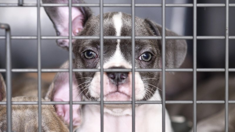 Welpe einer Französischen Bulldogge im Käfig hinter Gittern | Bild: picture alliance / imageBROKER | Firn Welpe einer Französischen Bulldogge im Käfig hinter Gittern