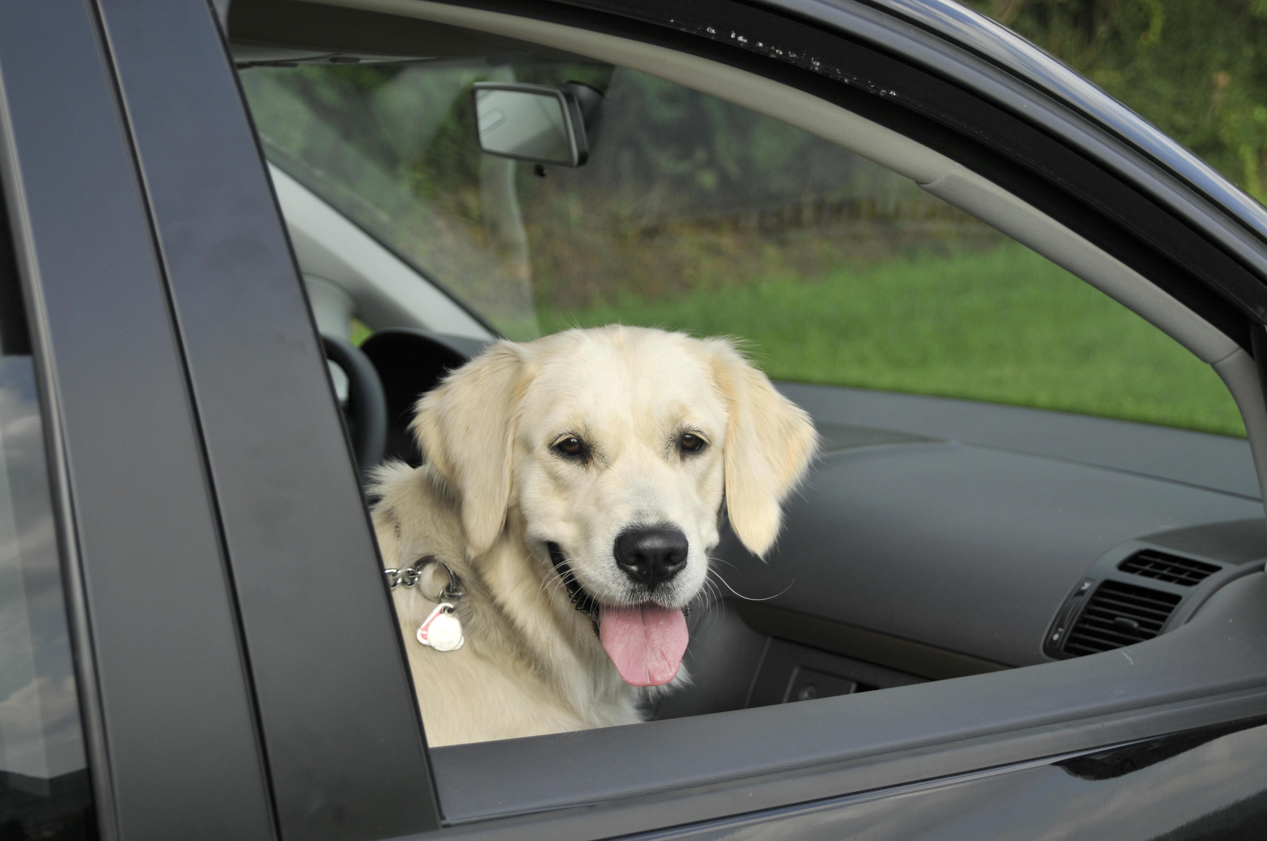 (Symbolbild) Hund sitzt in einem Auto. 