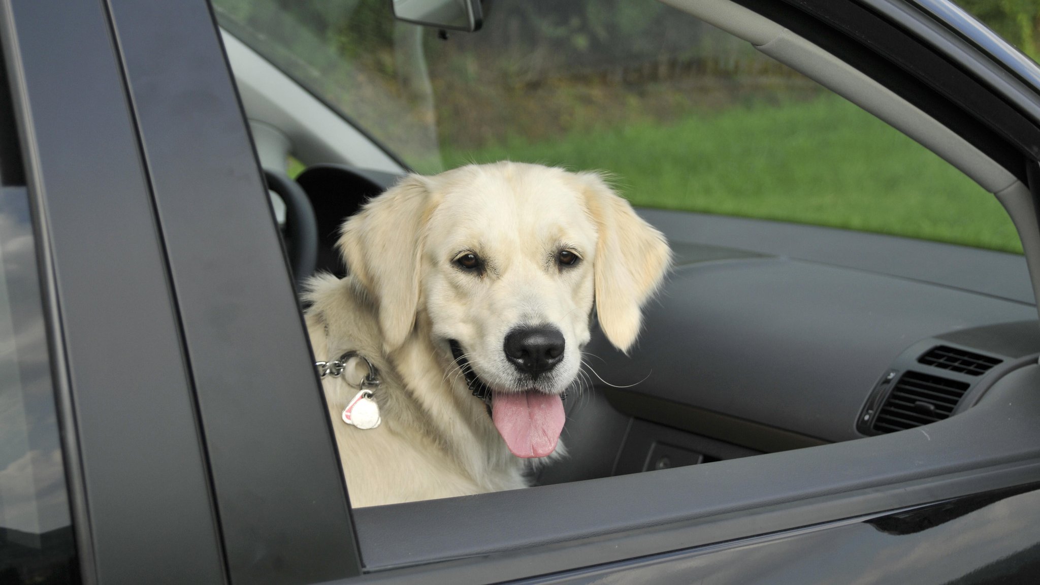 (Symbolbild) Hund sitzt in einem Auto. 