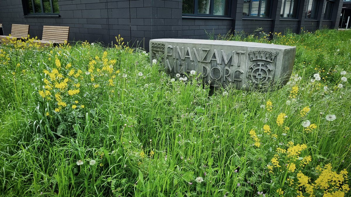 Insektenfreundliche Umgebung: Seit 2021 gibt es vor dem Finanzamt in Mühldorf statt des Rasens eine Blühfläche