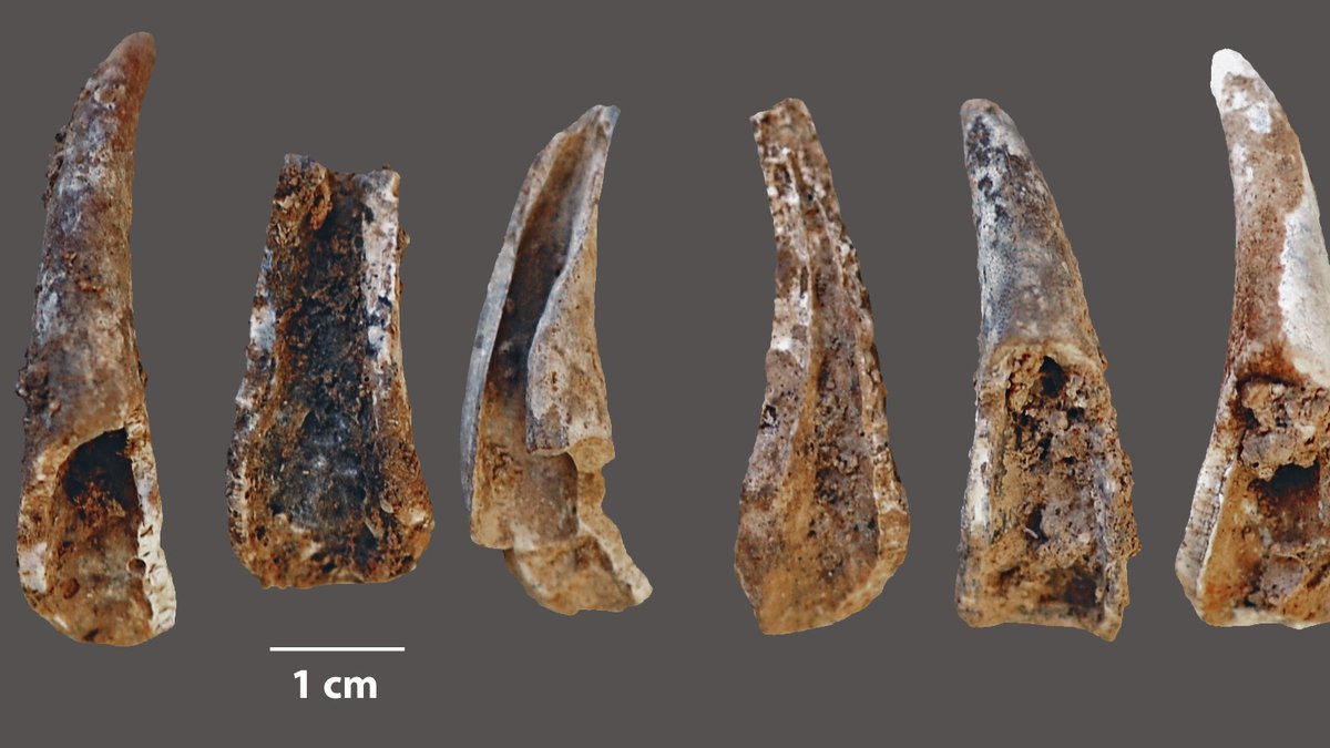 Fossilien von Krabbenzangen.