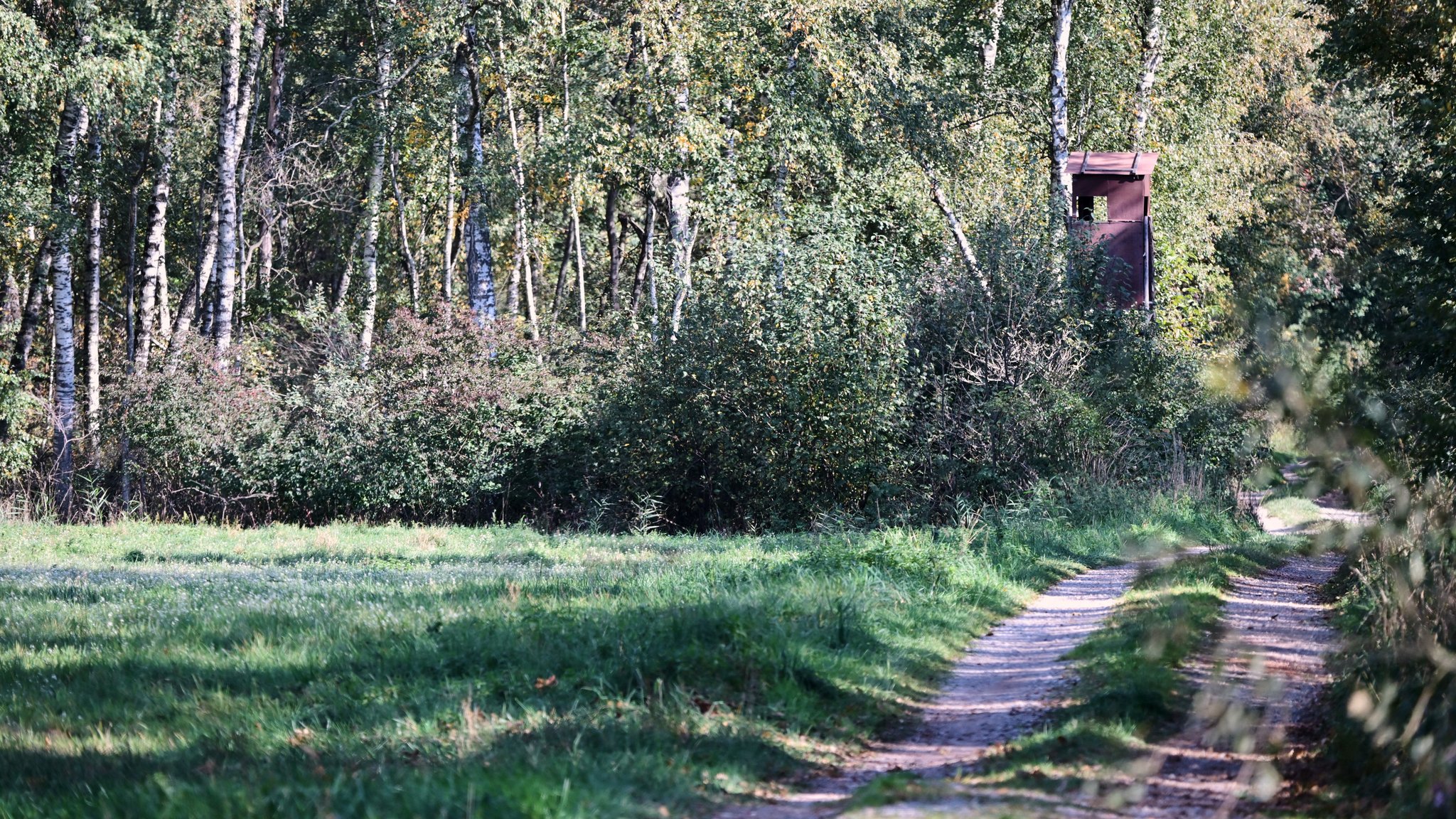 Das Landratsamt Erding ruft die Bevölkerung zur Vorsicht auf: In der Nähe des Münchner Flughafens sei eine freilaufende Raubkatze gesichtet worden. | Bild: dpa-Bildfunk/Peter Kneffel Das Landratsamt Erding ruft die Bevölkerung zur Vorsicht auf: In der Nähe des Münchner Flughafens sei eine freilaufende Raubkatze gesichtet worden.