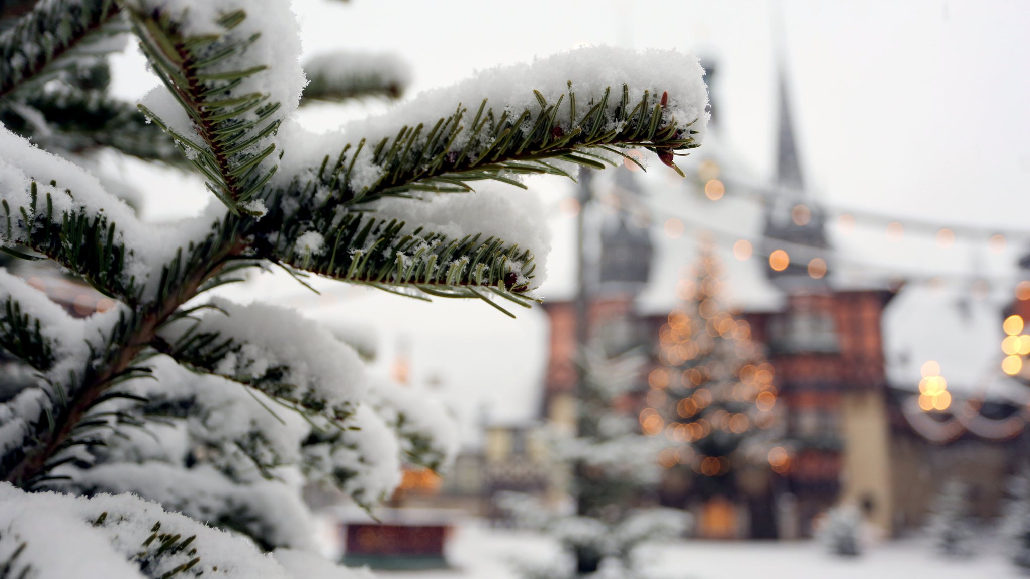 Symbolbild: Schneebedeckte Tanne vor Weihnachtskulisse.