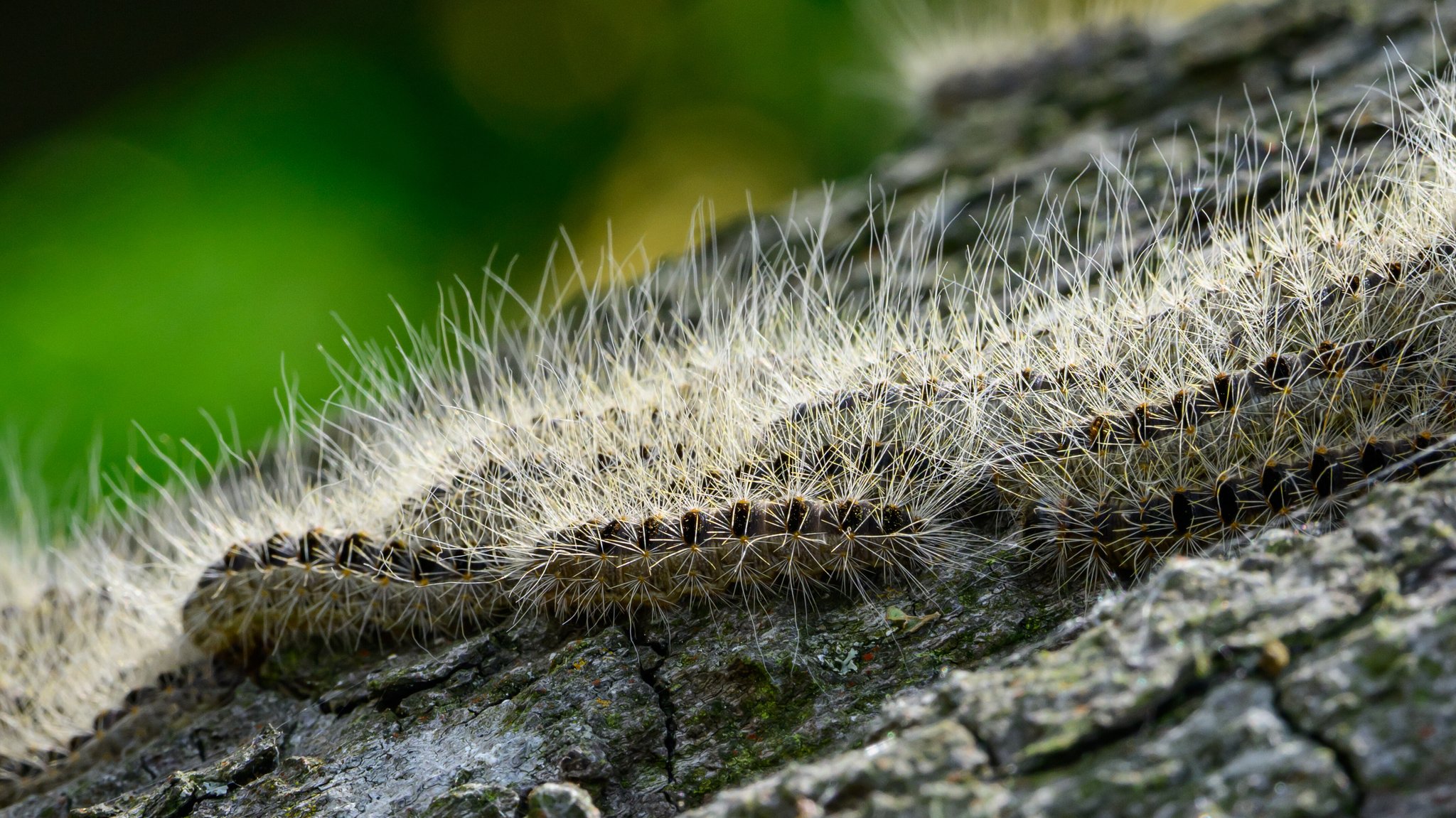 Raupen des Eichenprozessionsspinners (Thaumetopoea processionea) drängen sich dicht an dicht auf der Baumrinde einer Eiche. | Bild: picture alliance/dpa | Patrick Pleul Raupen des Eichenprozessionsspinners (Thaumetopoea processionea) drängen sich dicht an dicht auf der Baumrinde einer Eiche.