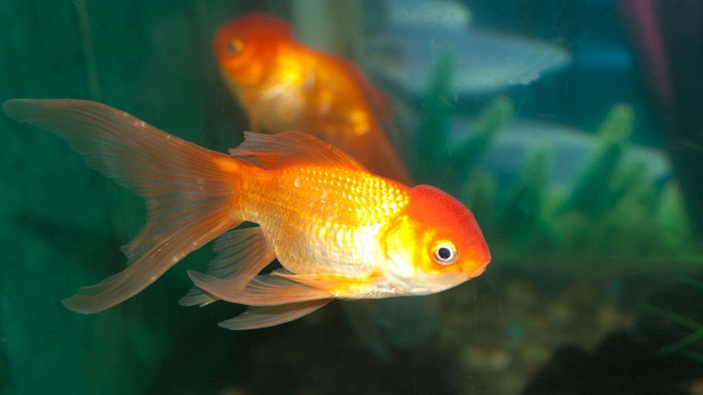 Goldfische (Symbolbild)