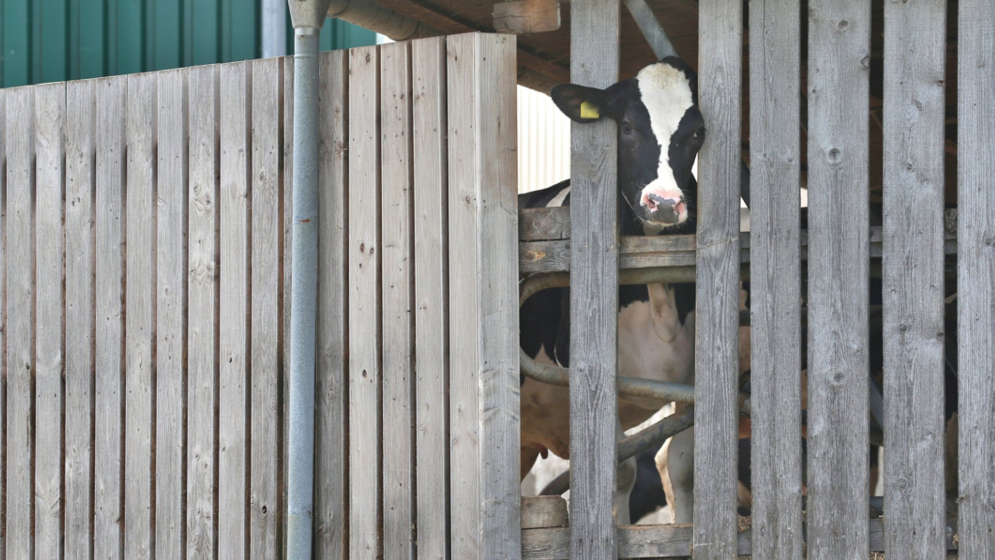 "Allgäuer Tierskandal": Angeklagter Landwirt bestreitet Vorwürfe
