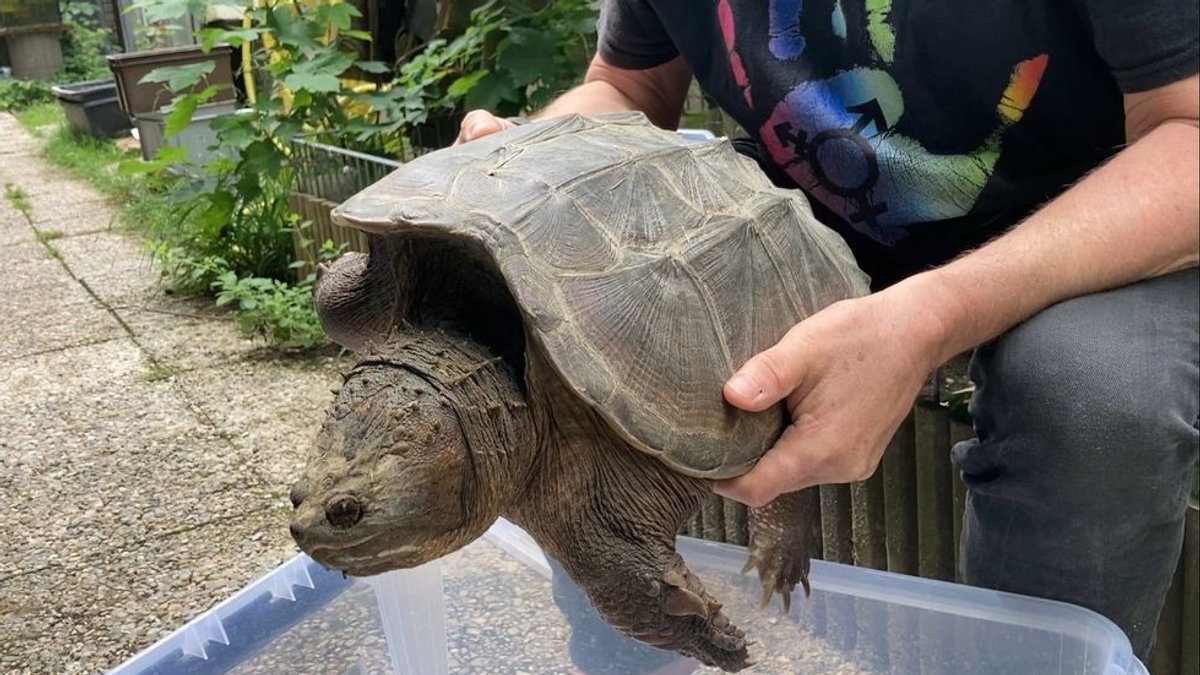 Ein Mitarbeiter der Auffangstation für Reptilien München hält eine der gefundenen Schnappschildkröten.