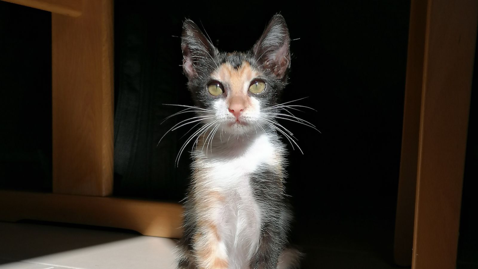 tunesischer katze felicita geht es gut im neuen zuhause br24