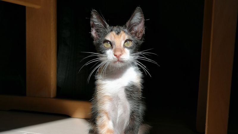 darf kater fellini leben banges warten auf die entscheidung br24