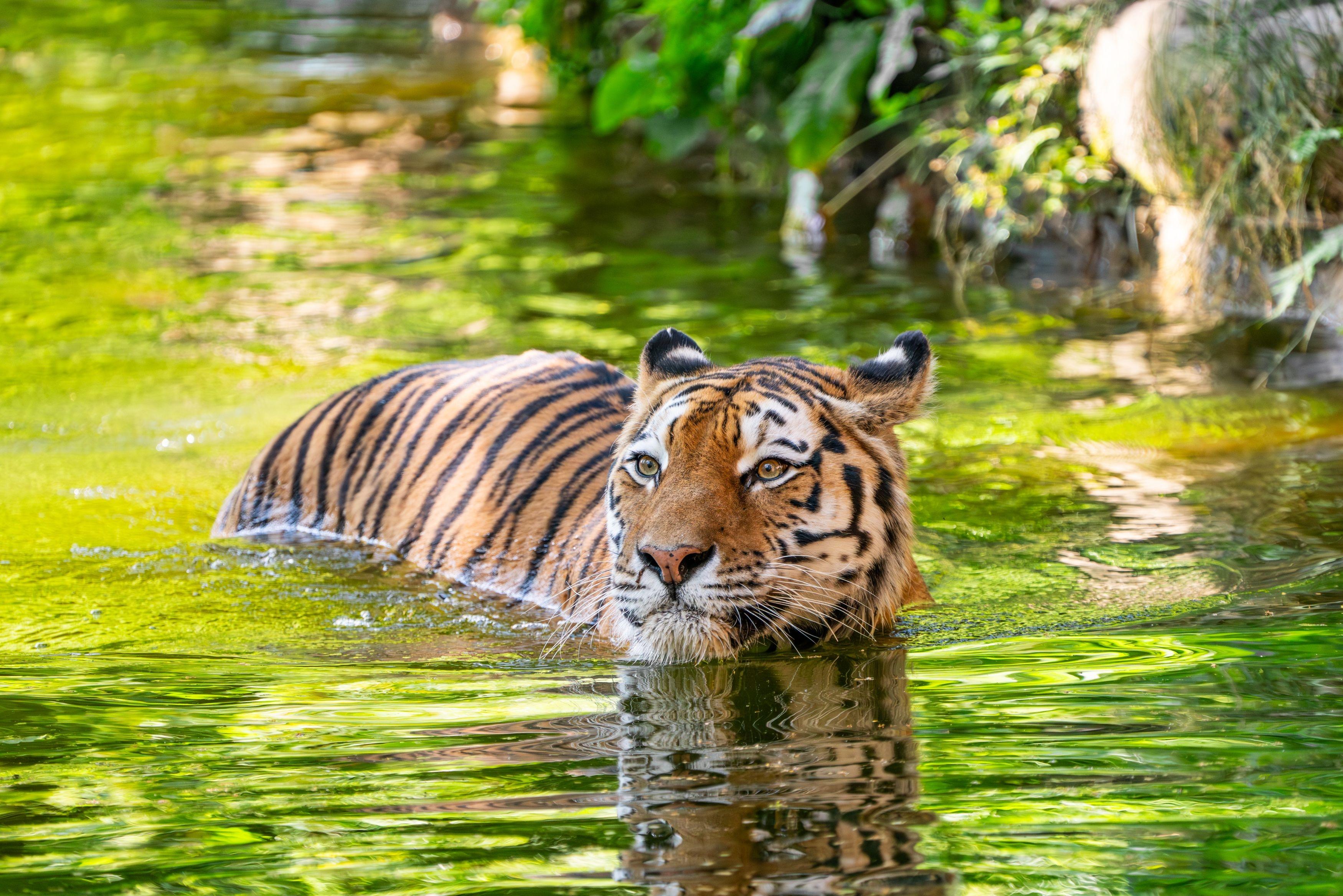Der Nürnberger Tiergarten muss sich von seinem Tigerkater "Manu" trennen.