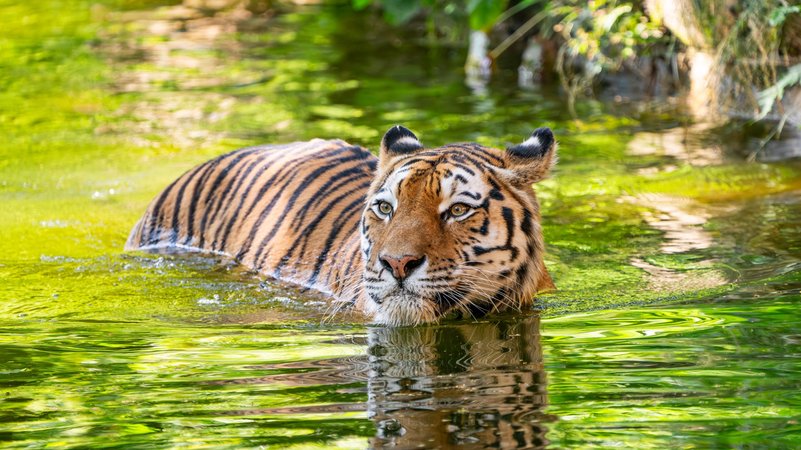 Der Nürnberger Tiergarten muss sich von seinem Tigerkater "Manu" trennen. | Bild: Tiergarten Nürnberg Der Nürnberger Tiergarten muss sich von seinem Tigerkater "Manu" trennen.