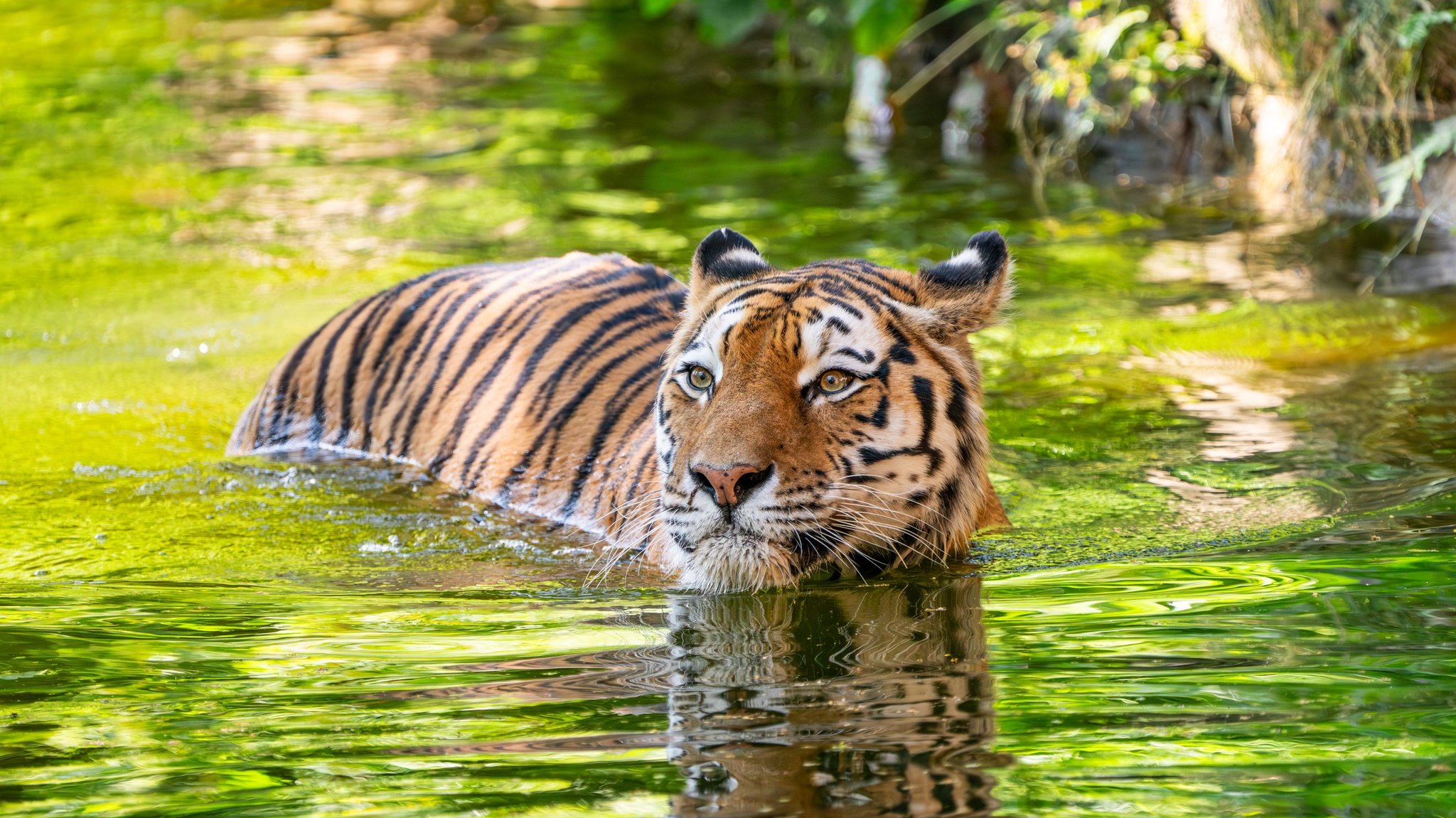 Nürnberger Tiergarten muss Tiger "Manu" abgeben