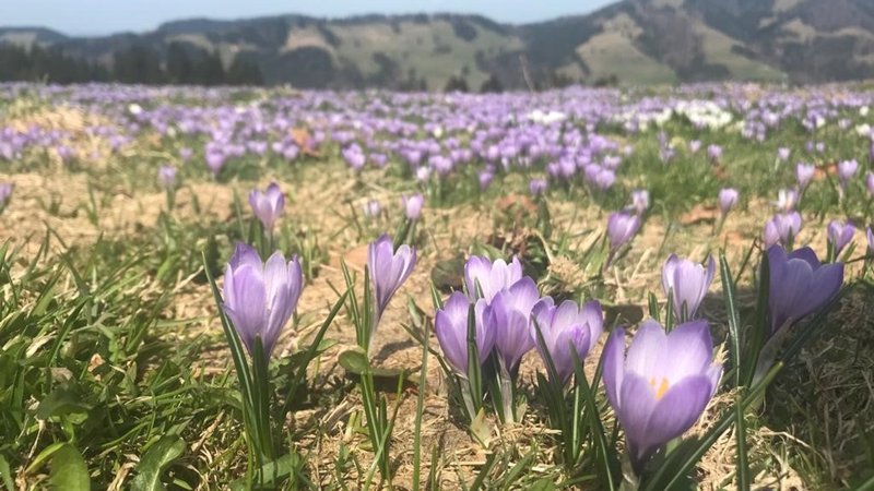 Ein Hang am Hündle im Oberallgäu: dicht aneinander stehen unzählige Wildkrokusse, die meisten sind lila