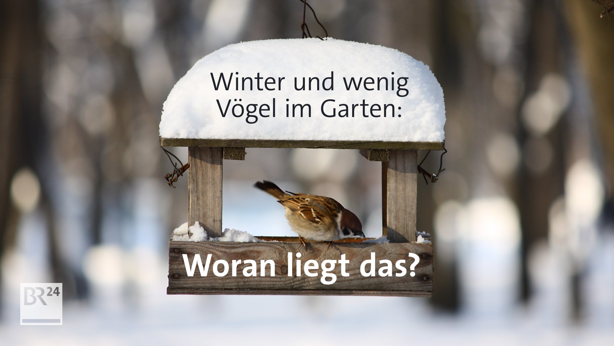 Warum sind so wenig Wintervögel im Garten?