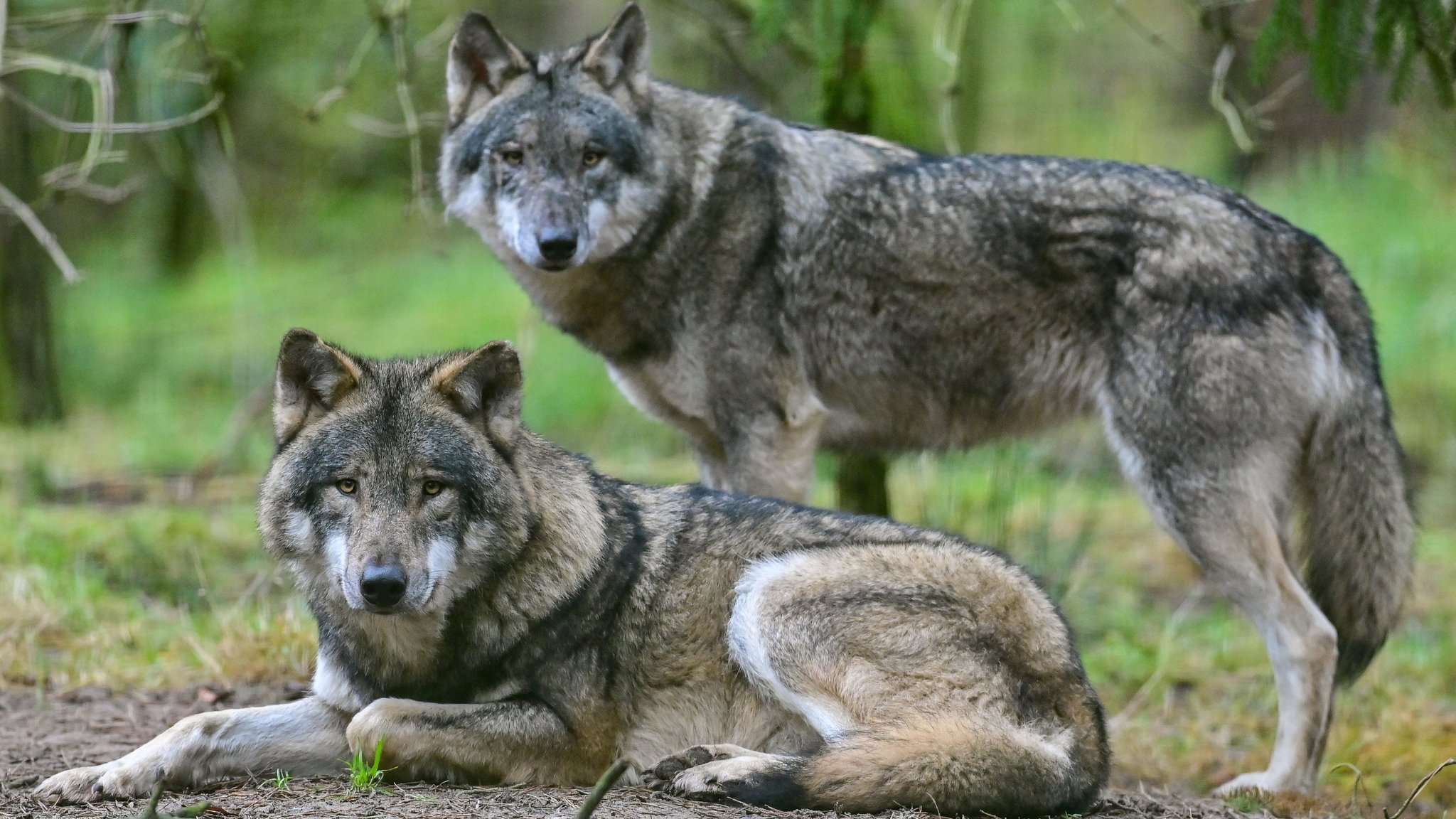 Zwei weitere Wolfsgebiete im Freistaat ausgewiesen