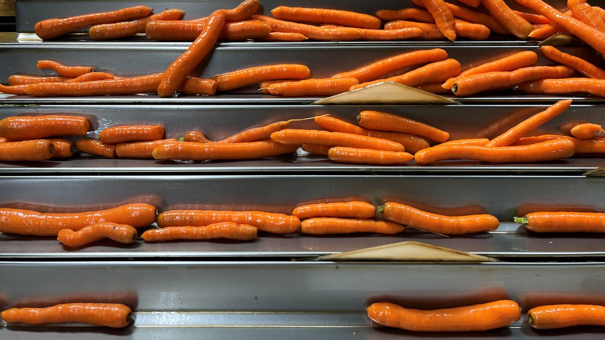 Gewaschen, poliert, sortiert - die Spitzen-Karotten mit der passenden Größe