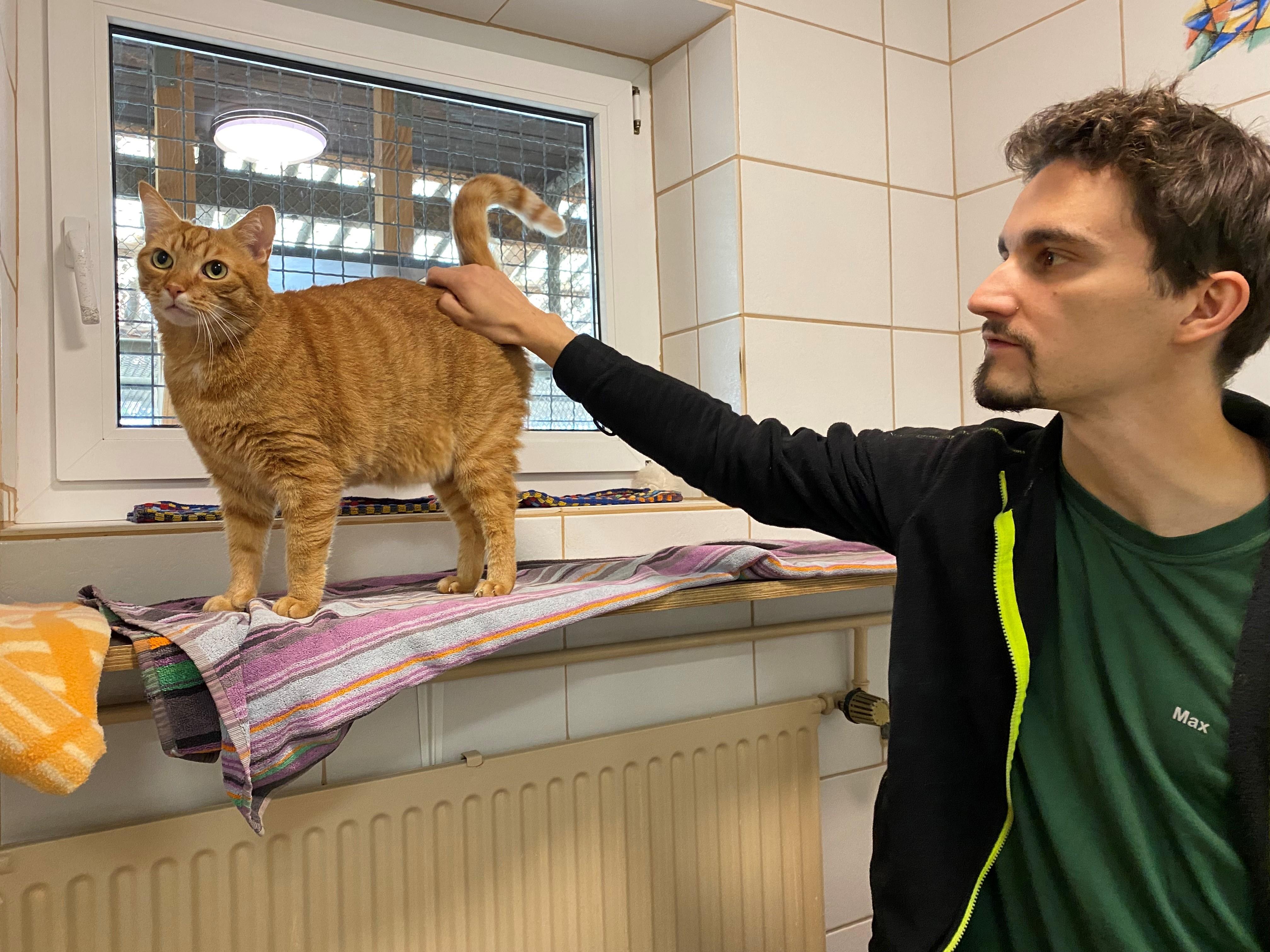 Ein Mann streichelt eine rot-getigerte Katze. 