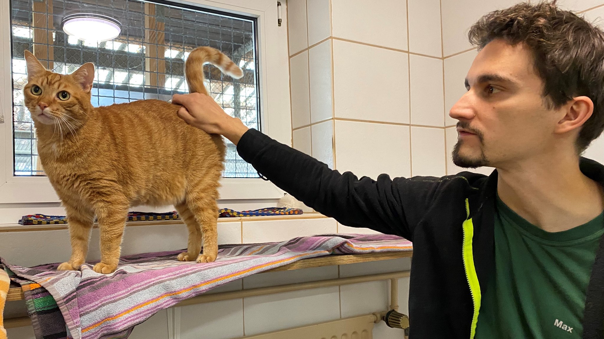 Ein Mann streichelt eine rot-getigerte Katze. 